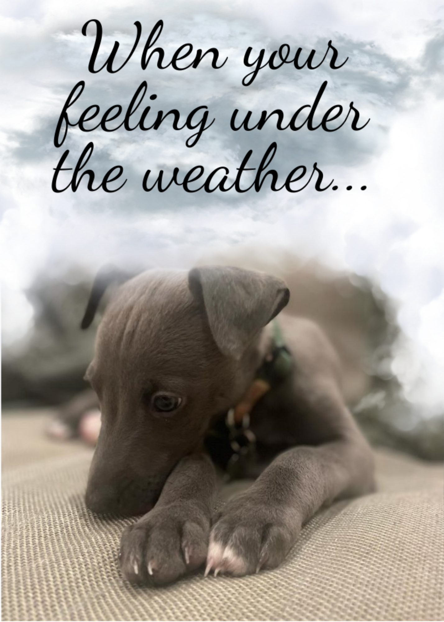 The image shows the front of the Bare Cards Dog Photo Sentiment Card 'Feeling under the weather' showing a cute whippet puppy looking forlorn under grey clouds and the words ' when you're feeling under the weather..'.