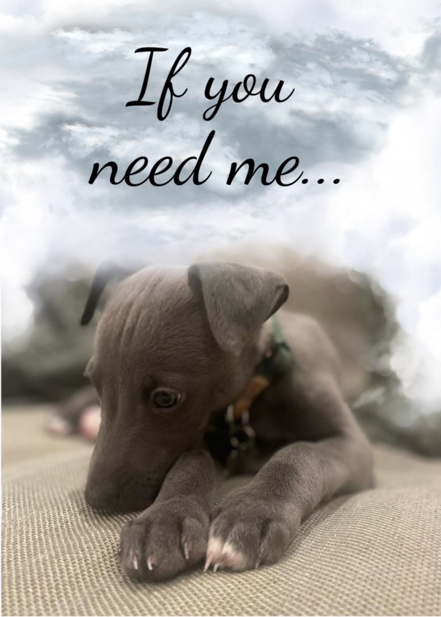 The image shows the front of the Bare Cards Dog Photo Sentiment Card 'If you need me' showing a scute whippet puppy looking forlorn under grey clouds and the words 'If you need me...'.
