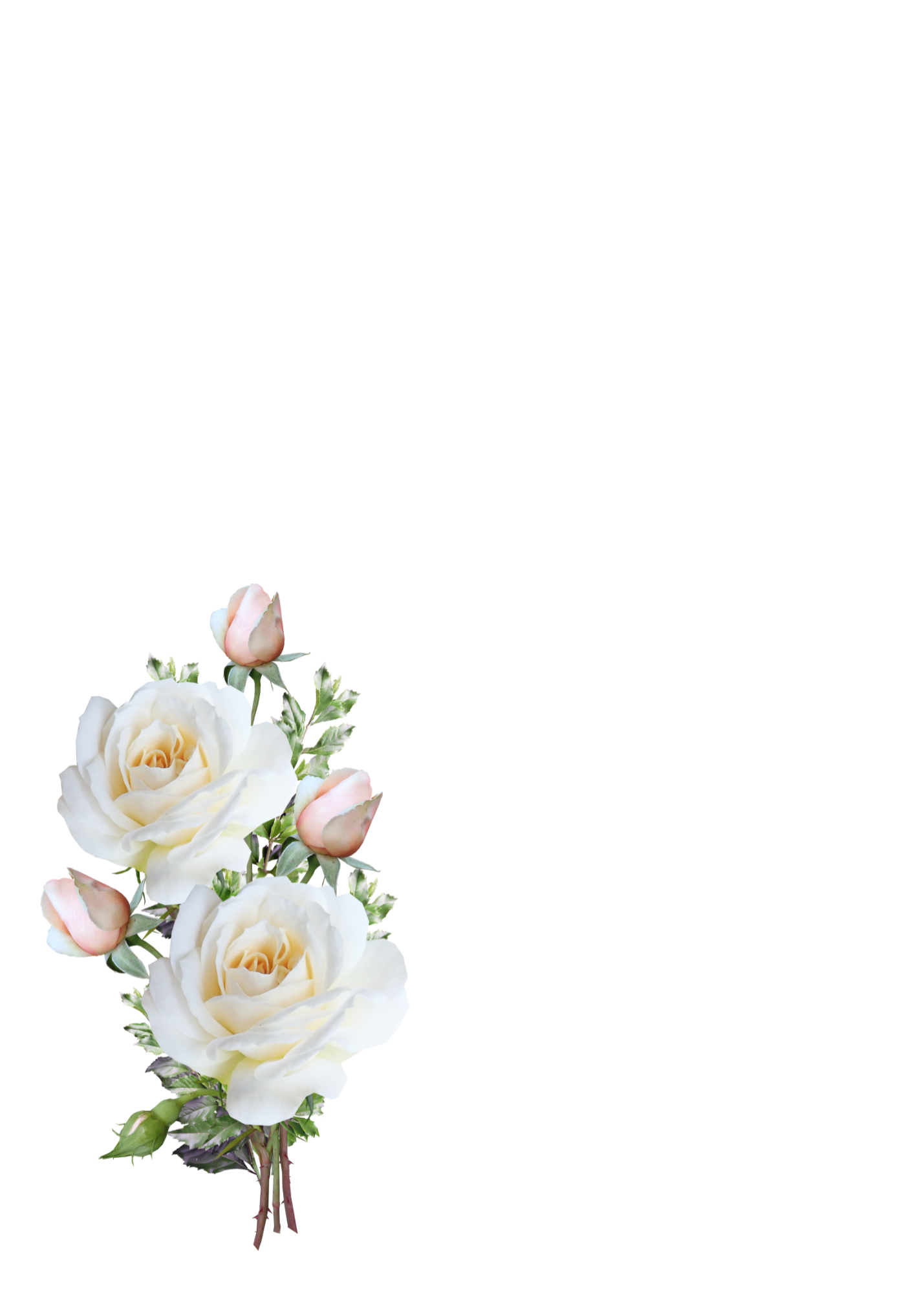 Bouquet of white and pink roses on a white background
