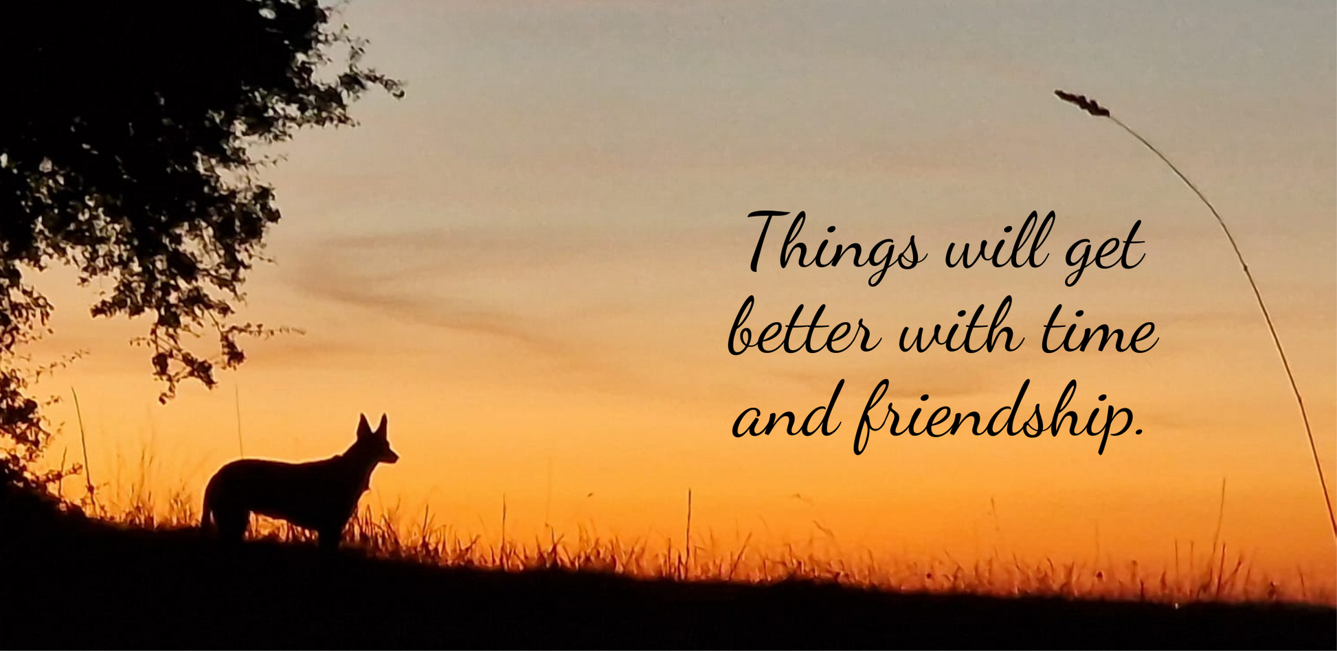 The image depicts the Bare Cards Dog Photo Sentiment Card with the full trifold image open showing a silhouette of a dog under a tree on a sunset background. The caption on the card reads 'Things will get better with time and friendship.'