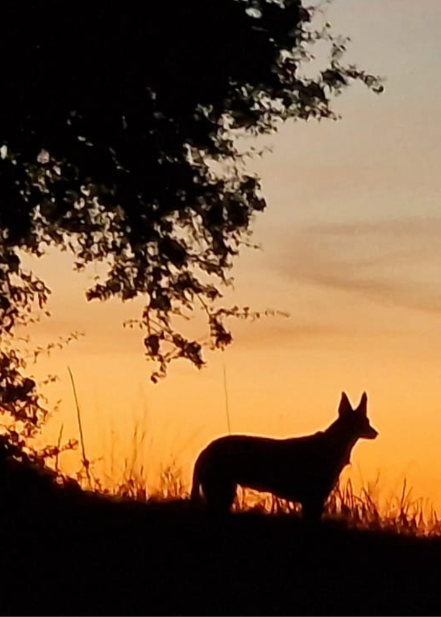 The image shows the front of the Bare Cards Dog Photo Sentiment Card 'Thins will get better' showing a silhouette of a  dog under a tree on a sunset background
