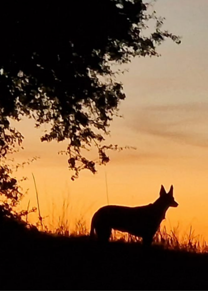 The image shows the front of the Bare Cards Dog Photo Sentiment Card 'Thins will get better' showing a silhouette of a  dog under a tree on a sunset background