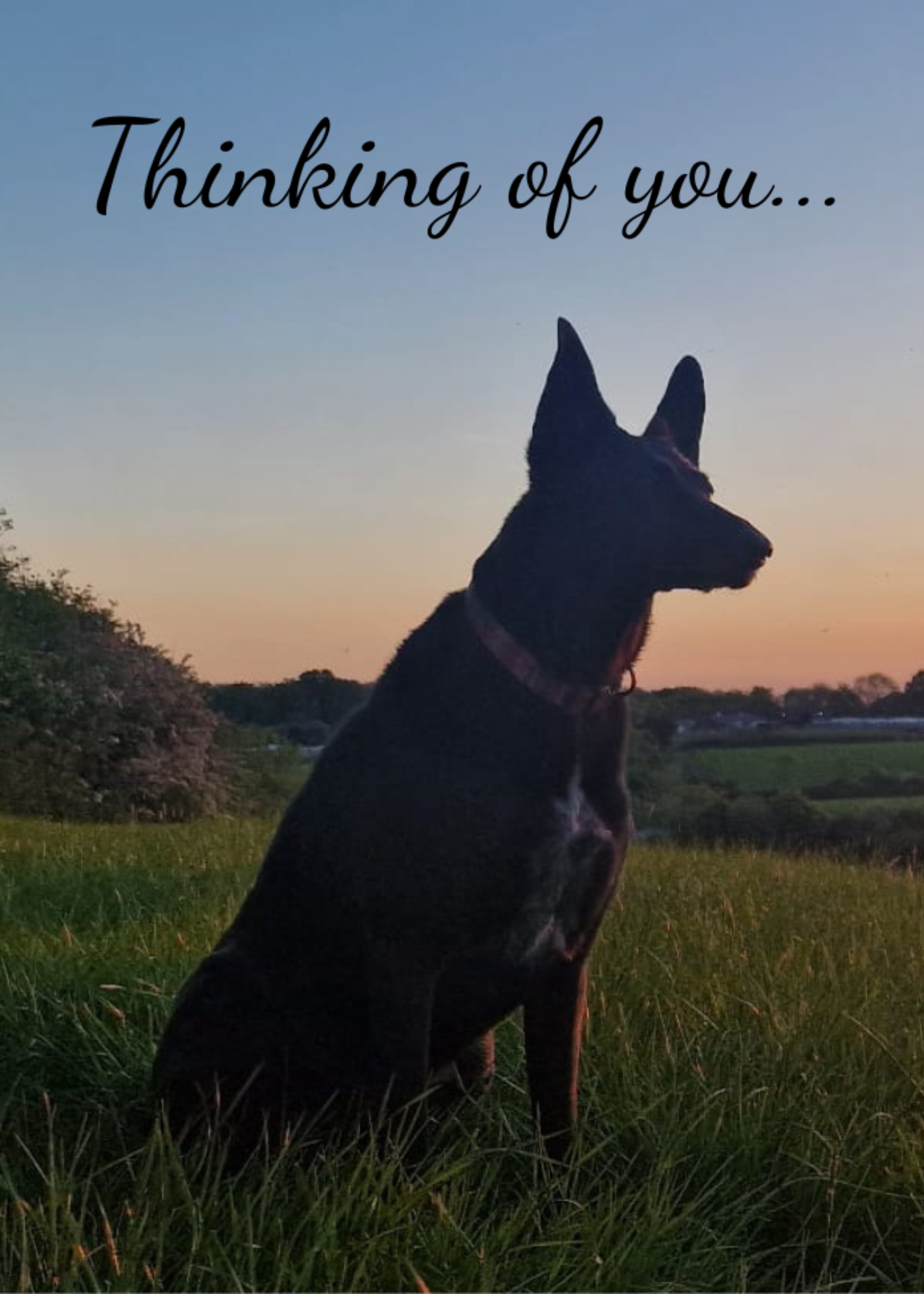 The image shows the front of the Bare Cards Dog Photo Sentiment Card 'Thinking of you' showing a black dog looking across the fields and the words 'Thinking of you...'.