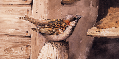 Painting of a sparrow perched on a wooden barn at Spirthill with a rustic background