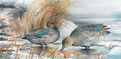 A painting of two teal ducks on a frozen water surface with reeds in the background in Shapinsay, Orkney