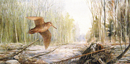 Woodcock Bird flying over a forest floor with trees and fallen branches in Turnham Wood.