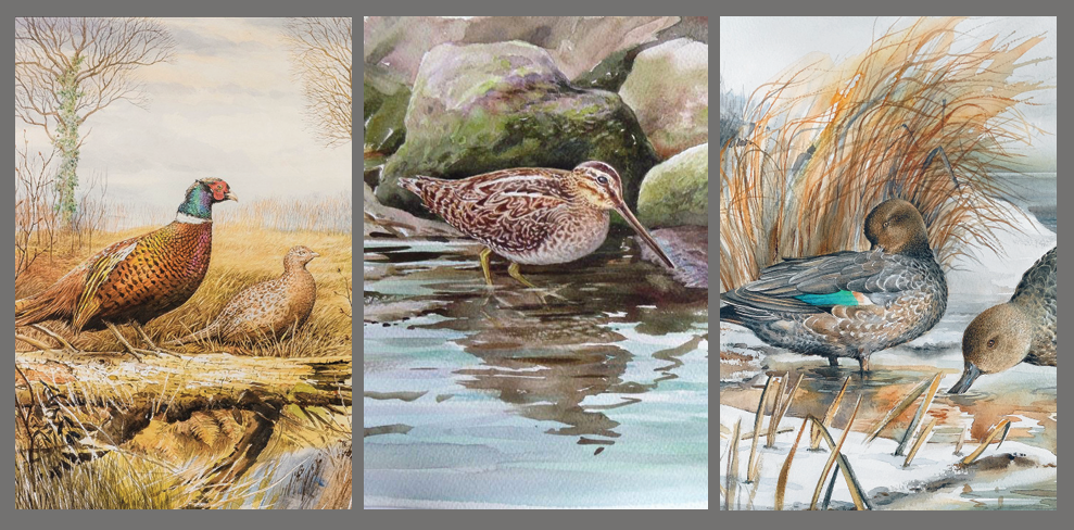 Triptych of watercolor paintings featuring three British birds; the pheasant, snipe and teal ducks in natural settings.